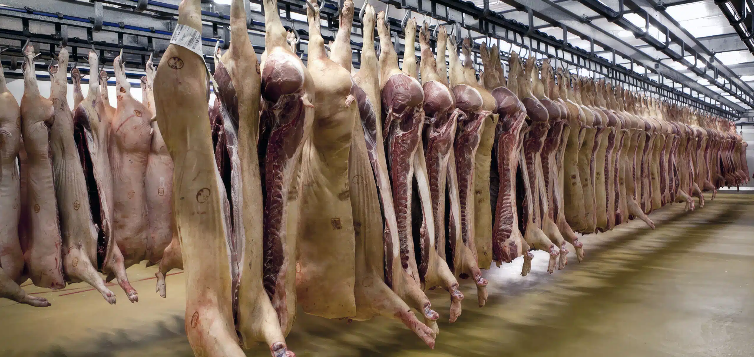 A bunch of meat hanging up in the process of being processed.