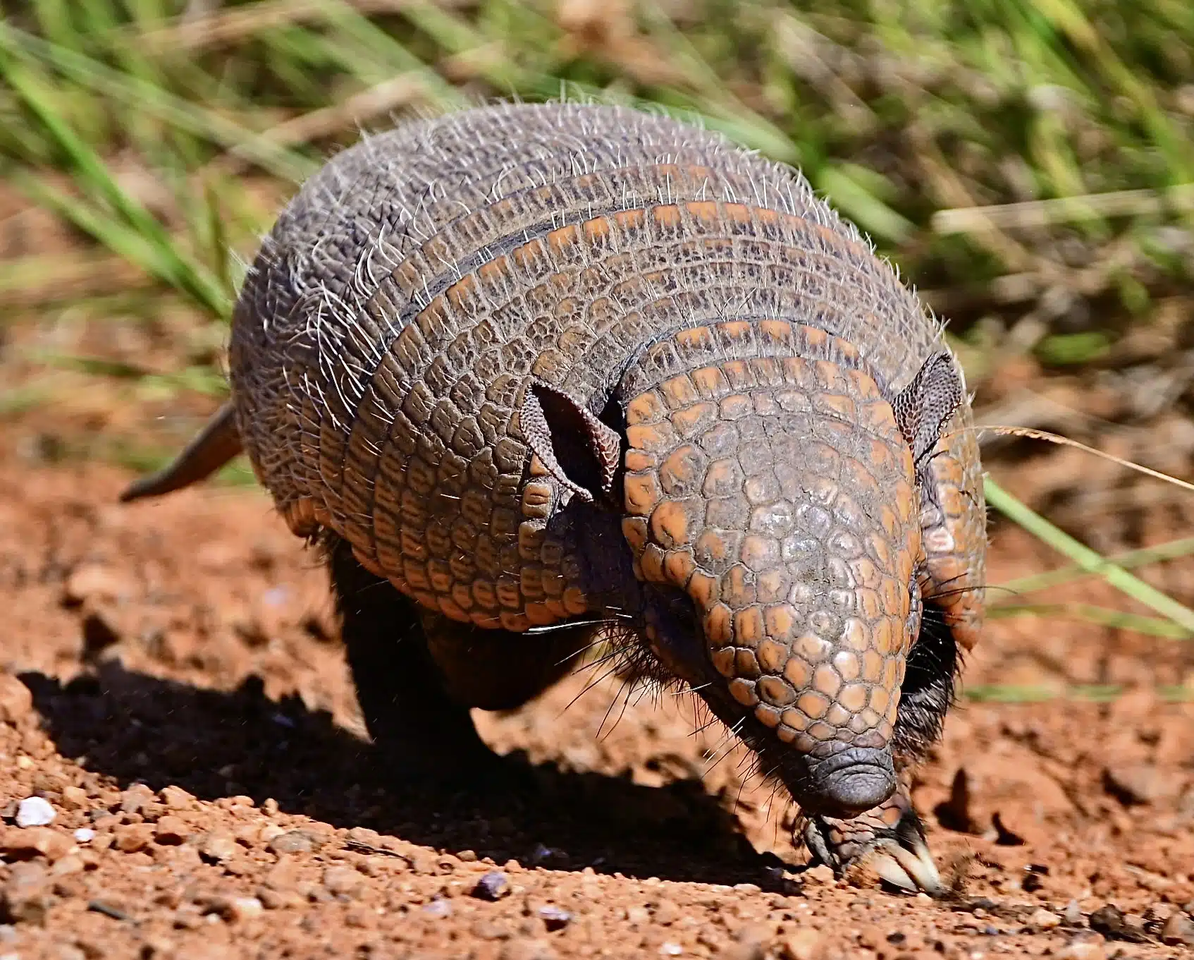 A armadillo is standing in the dirt.